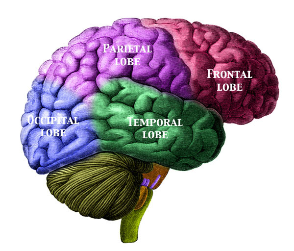 大腦外側面分葉圖，標示 frontal、parietal、temporal、occipital lobes