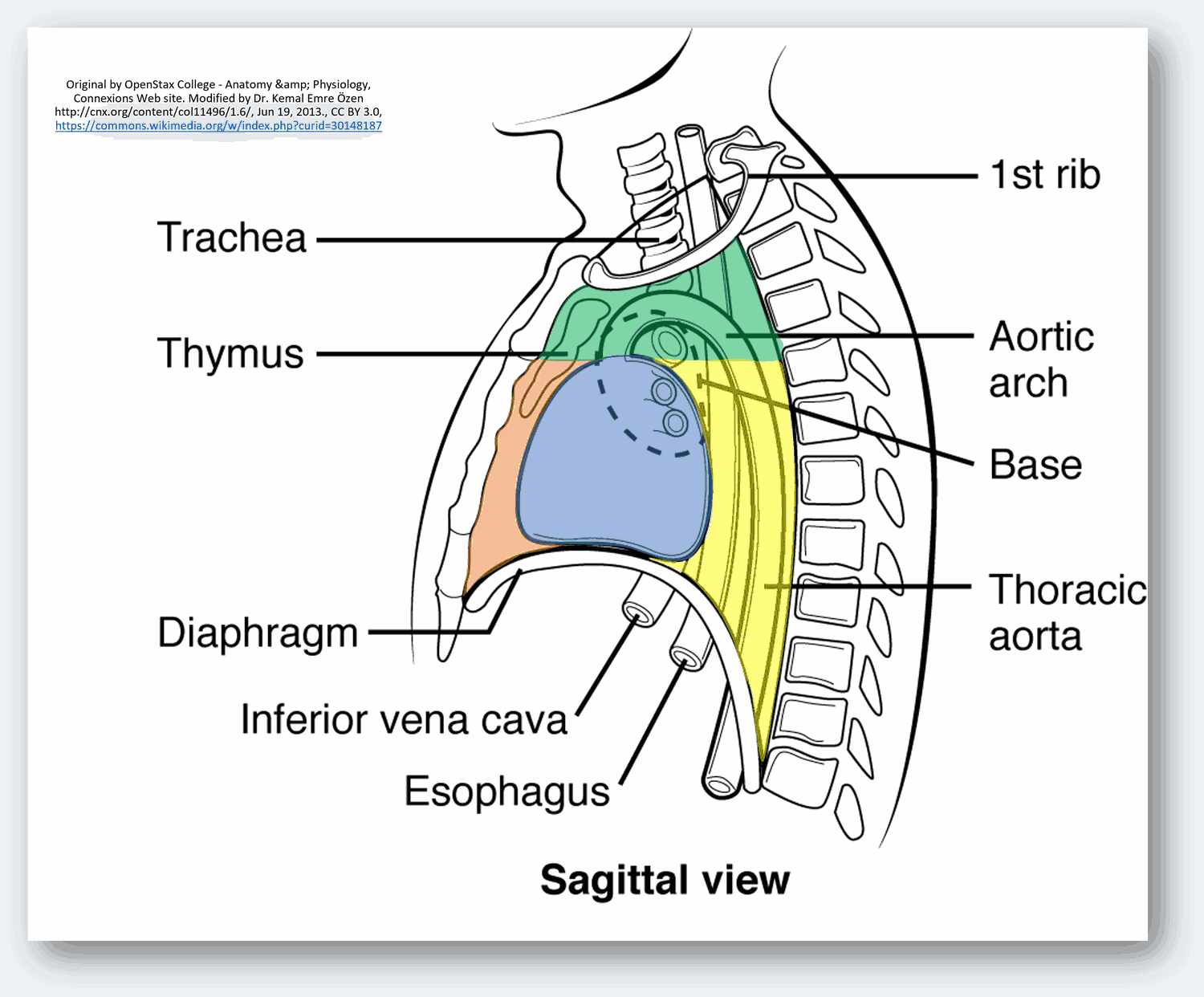 縱膈分區圖，標示 superior、anterior、middle、posterior mediastinum
